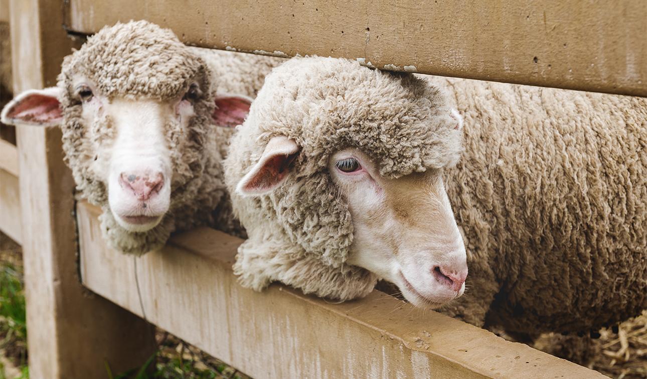 Come see us at Balmoral Show!